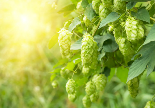 Breeding new hop varieties small