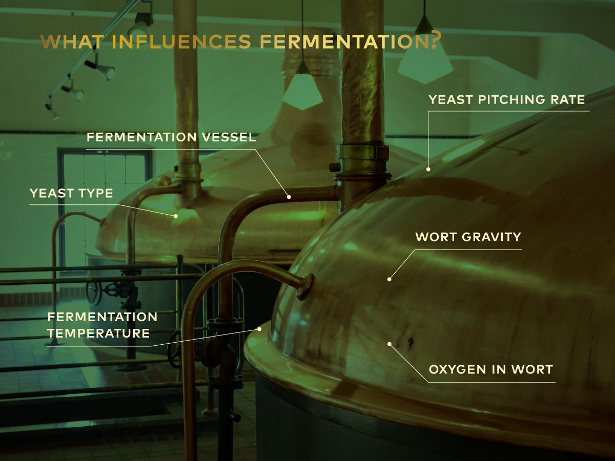 info_fermentation