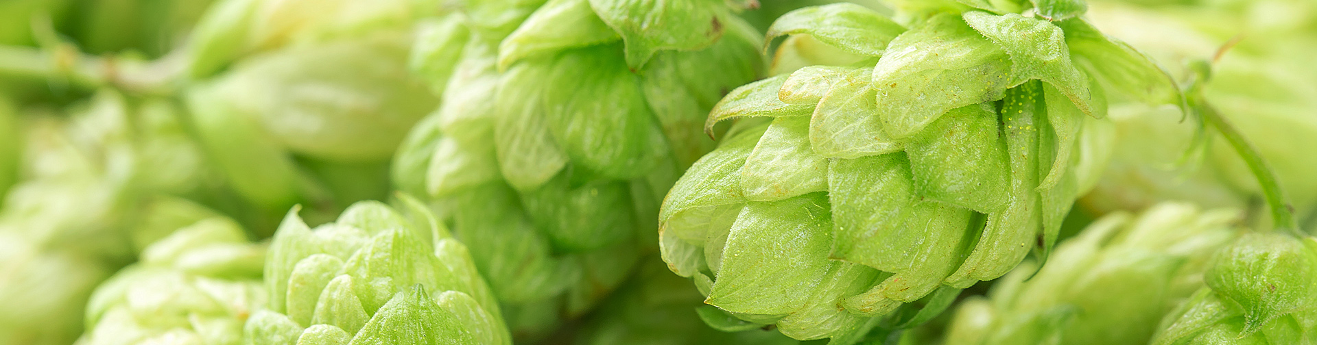 many-forms-of-hops